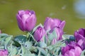 Cultivation of tulips in water